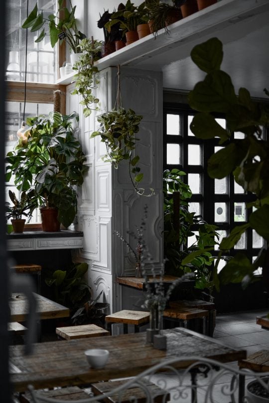 9 PLACES TO IMMERSE YOURSELF IN PLANTS IN BERLIN