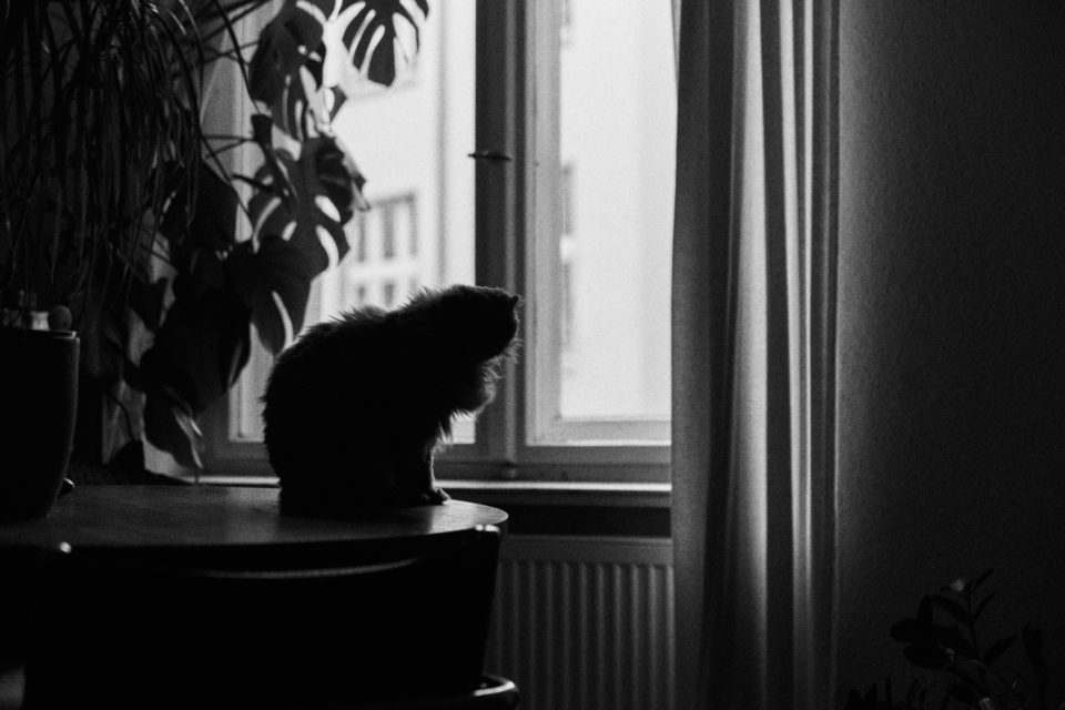 NIX – A SHORT STORY BY CARINA BACELAR